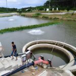 fish pond sludge removal using controlled dredging system