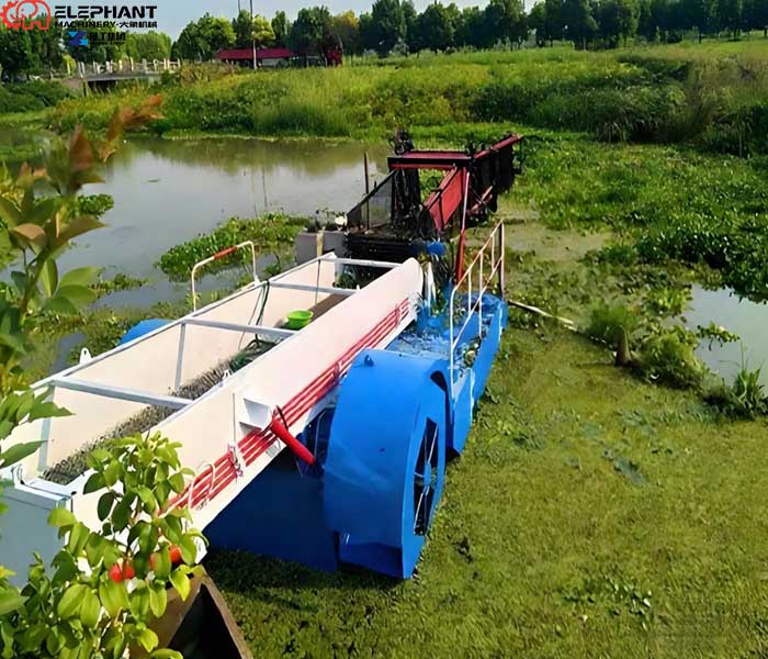Excessive aquatic weeds covering lake surface and affecting water quality